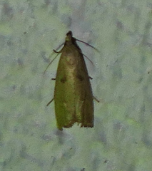 Bactra priapeia
