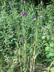 Allium