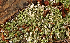 Media resource of Cladonia turgida