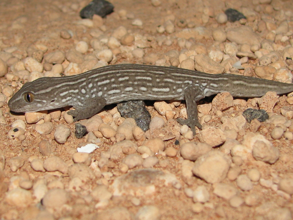Robust Striped Gecko
