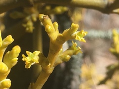 Arceuthobium globosum