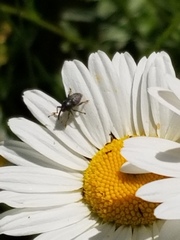 Odontocorynus salebrosus