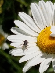 Odontocorynus salebrosus