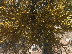 Arceuthobium globosum