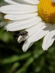 Odontocorynus salebrosus