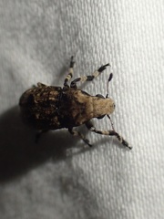 Euparius marmoreus