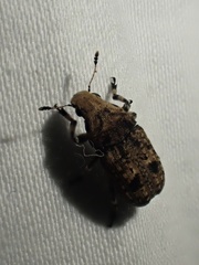 Euparius marmoreus