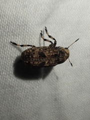 Euparius marmoreus