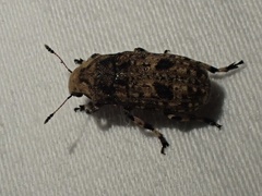 Euparius marmoreus