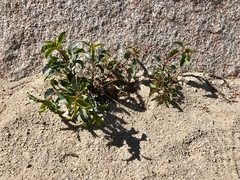 Penstemon clevelandii clevelandii