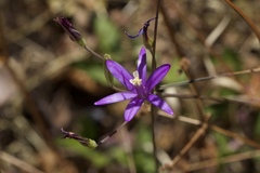 Brodiaea leptandra
