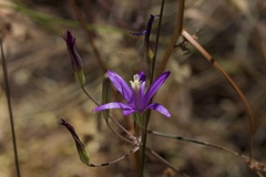 Brodiaea leptandra