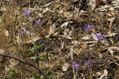 Brodiaea leptandra