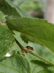 Deraeocoris ruber