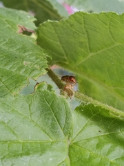 Deraeocoris ruber