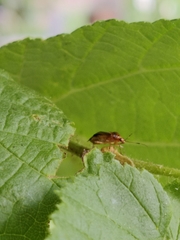 Deraeocoris ruber
