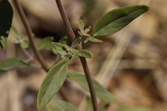 Monardella viridis