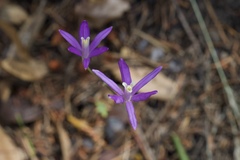 Brodiaea leptandra
