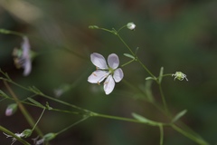 Hesperolinon spergulinum