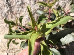 Penstemon clevelandii clevelandii
