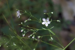 Hesperolinon spergulinum