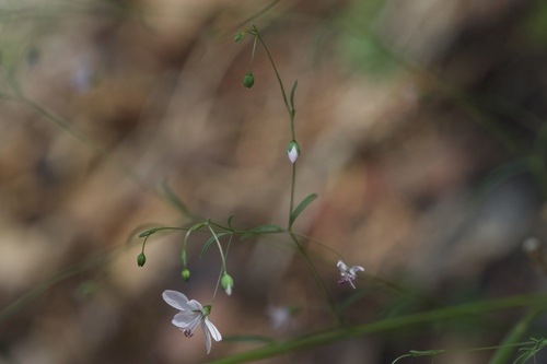 Image of Slender Dwarf-Flax by (c) Arvel Hernandez, some rights reserved (CC BY-SA)