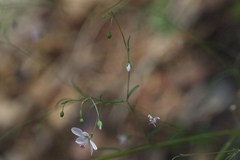 Hesperolinon spergulinum