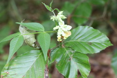 Vicia oroboides
