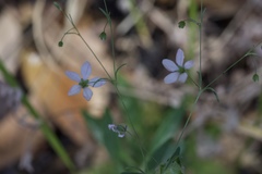 Hesperolinon spergulinum