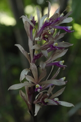 Cremastra appendiculata variabilis