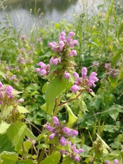 Lamium maculatum