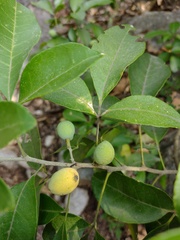 Casimiroa