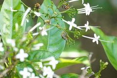 Antestiopsis anchora