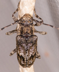 Aegomorphus modestus