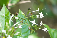 Antestiopsis anchora