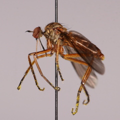 Empis livida