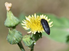 Acmaeodera haemorrhoa
