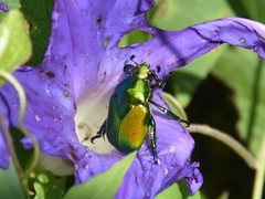 Calomacraspis splendens