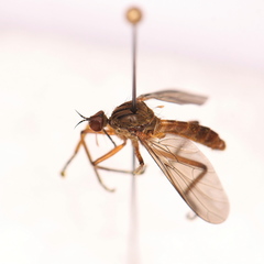Empis livida