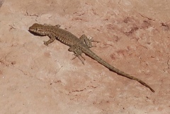 Uta stansburiana stansburiana