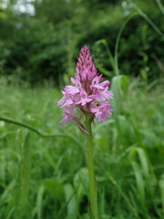 Anacamptis pyramidalis
