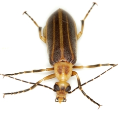 Pseudozonitis labialis