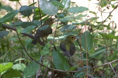 Leiothlypis celata lutescens
