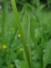 Anacamptis pyramidalis