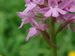 Anacamptis pyramidalis