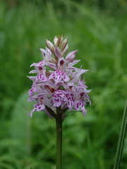 Dactylorhiza fuchsii