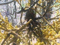 Arceuthobium globosum