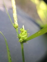 Carex × subviridula