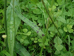 Dactylorhiza fuchsii