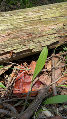 Platanthera clavellata